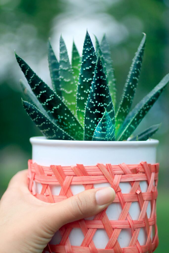 5 beautiful succulents you can bring home in summer
