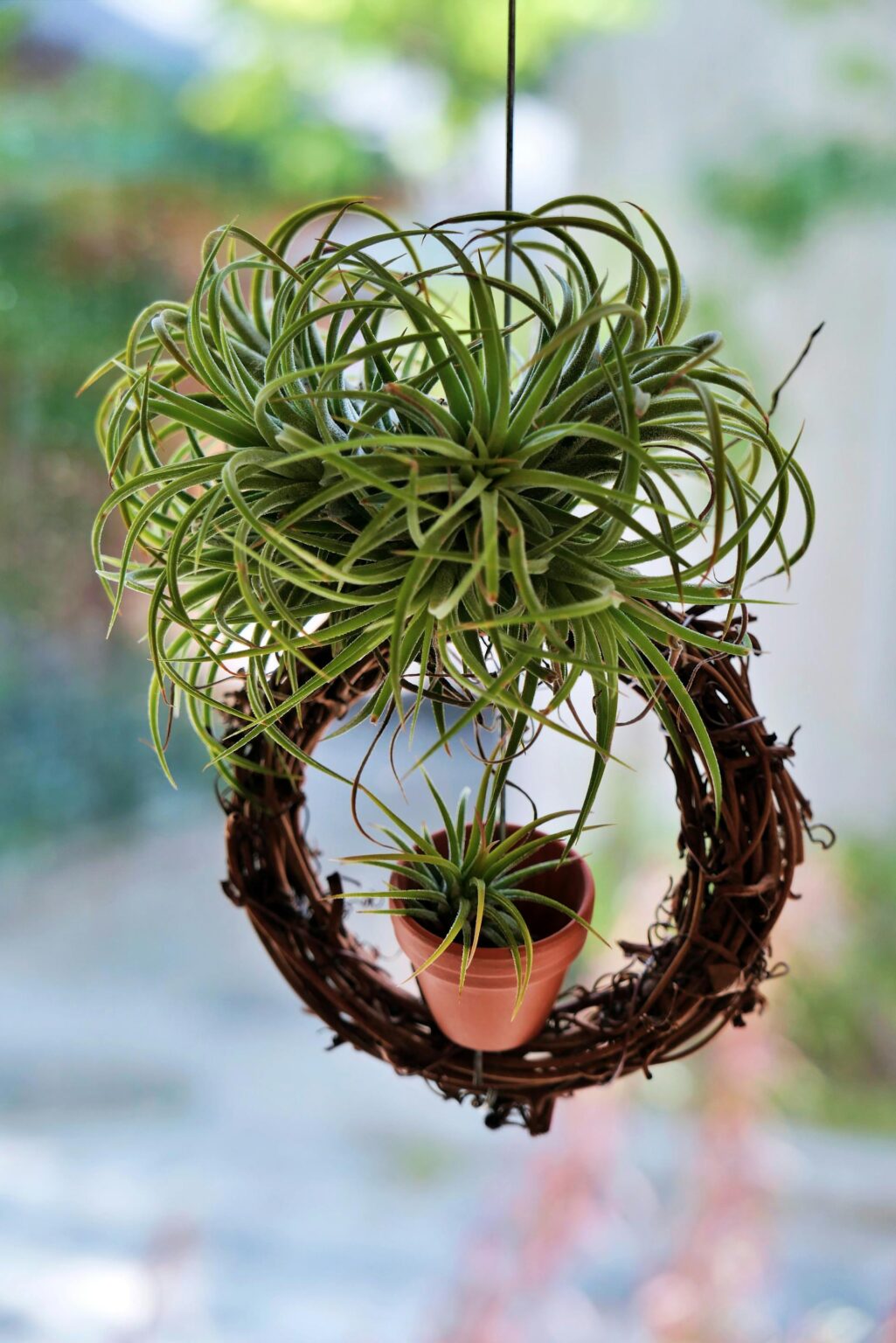 7 Best LowMaintenance Outdoor Hanging Plants for Your Home Balaji