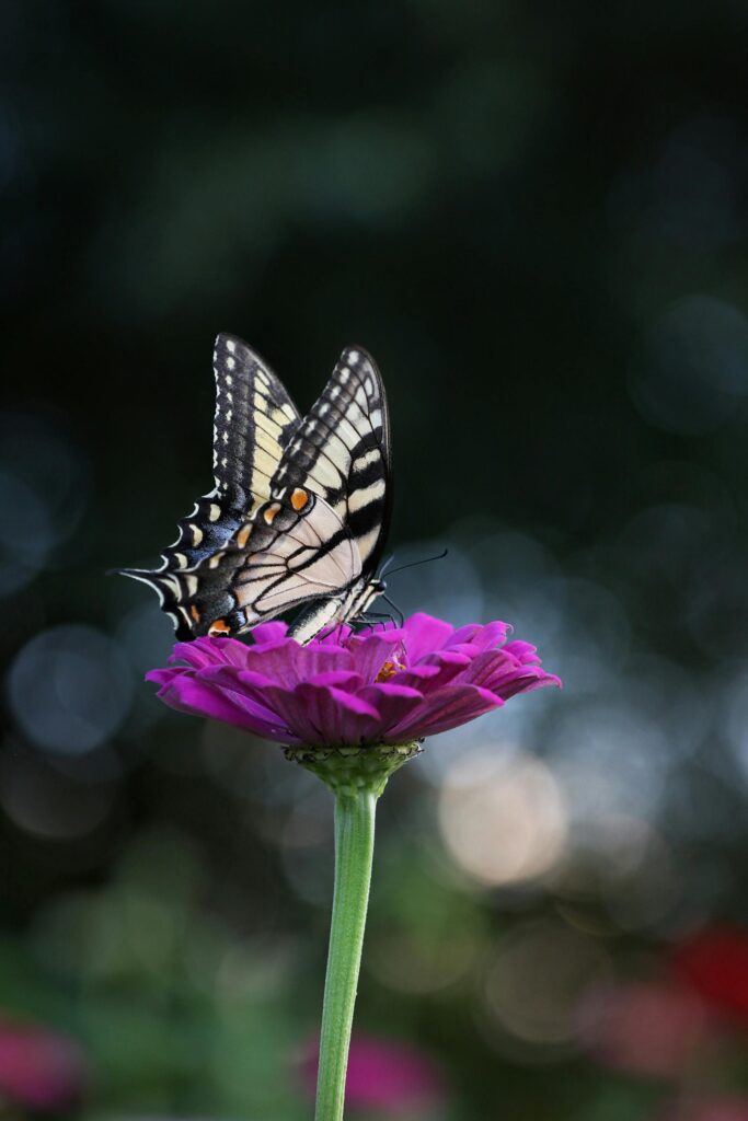 8 simple ways to attract butterflies to your home garden