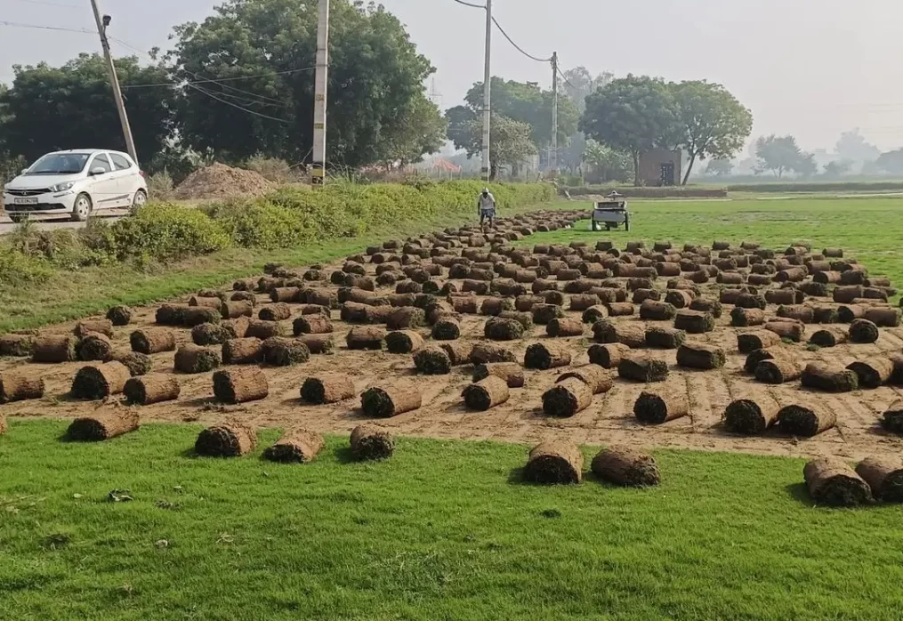 How to plant lawn grass : A Step-by-Step Guide for a Beautiful Yard