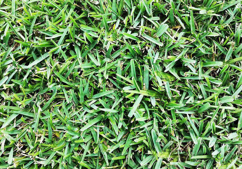 St. Augustine Grass The Complete Guide