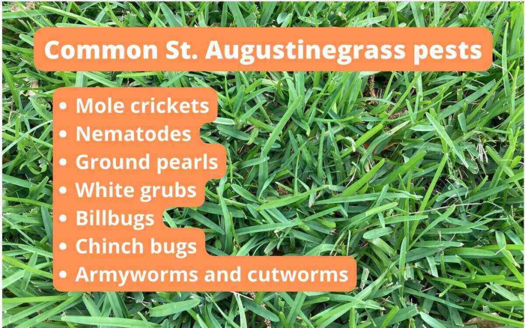 St. Augustine Grass 
