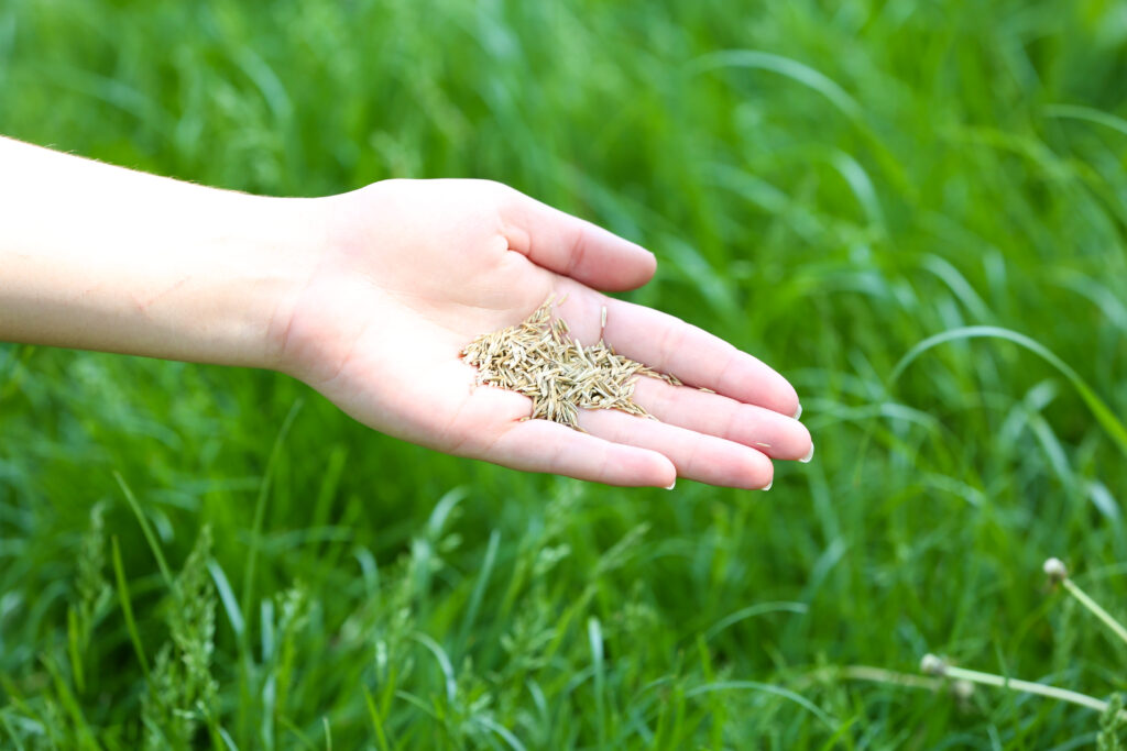 Transform Your Lawn with Garden Grass Seeds