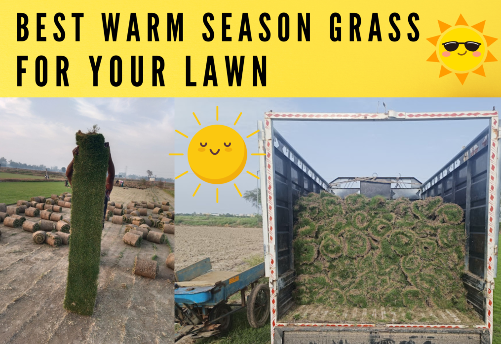 What Is the Best Warm Season Grass for Your Lawn