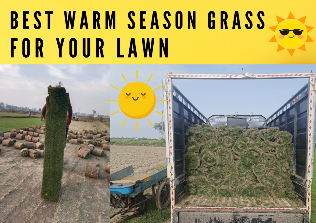 Best Warm Weather Grass