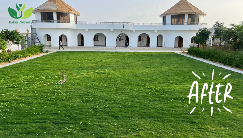 Where to Buy Mexican Carpet Grass India | Mexican Grass Supplier | Mexican Lawn Grass Wholesale | Buy Mexican Turf Online | Mexican Carpet Lawn for Sale | Mexican Grass Dealers India | Mexican Grass Retailer | Mexican Lawn Installer