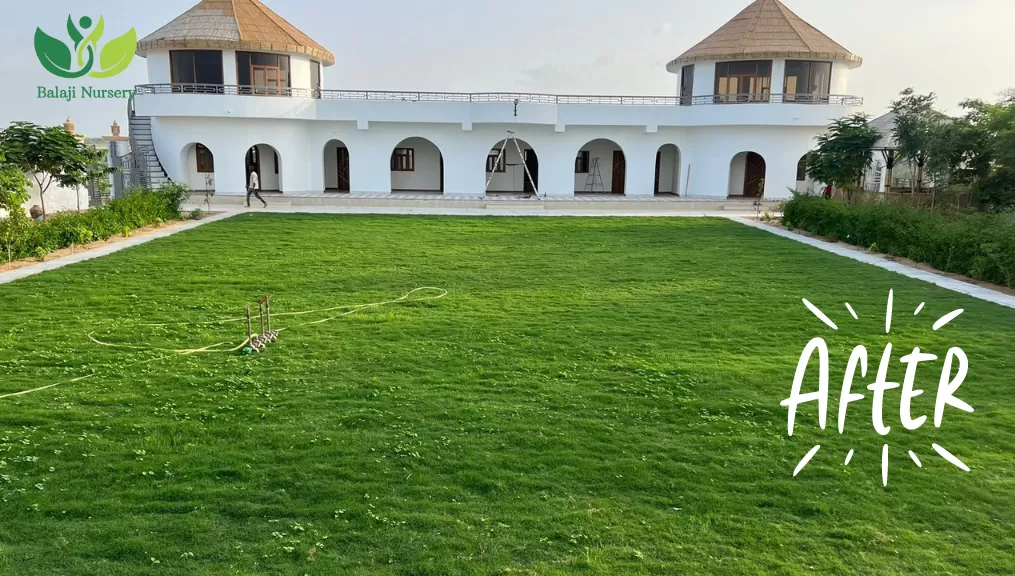 Selection No.1 Carpet Grass India | Selection #1 Grass Supplier
