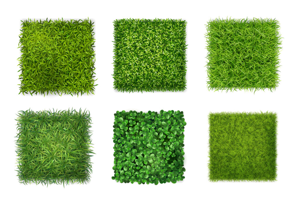 Types of Grass that Hardly Require Mowing