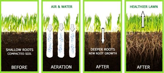 Why Lawn Aeration is Important