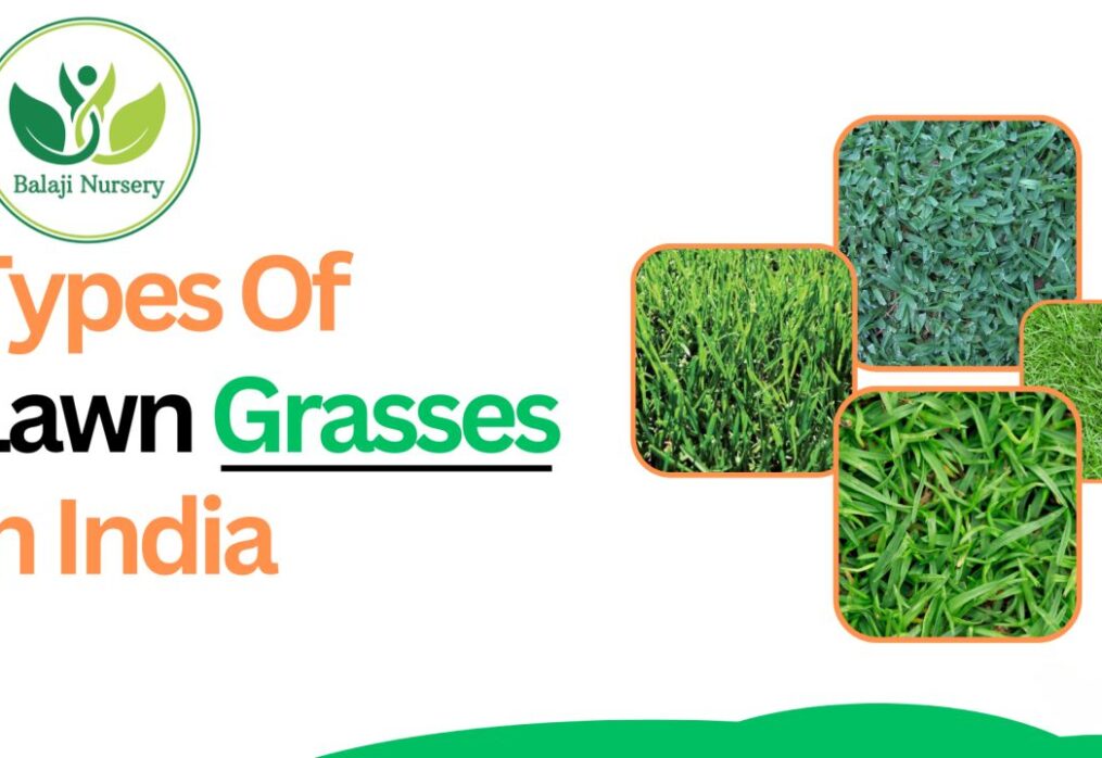 10 Types Of Lawn Grasses You Should Know About