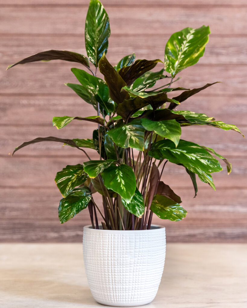 8 plants to make your house look luxurious and expensive