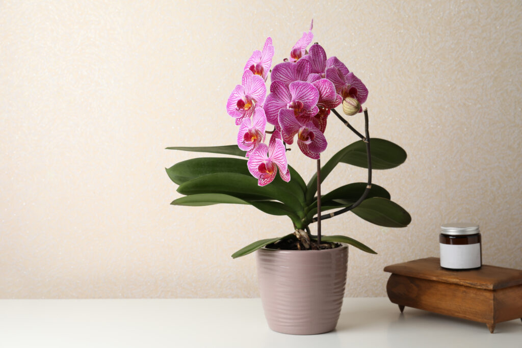 8 plants to make your house look luxurious and expensive