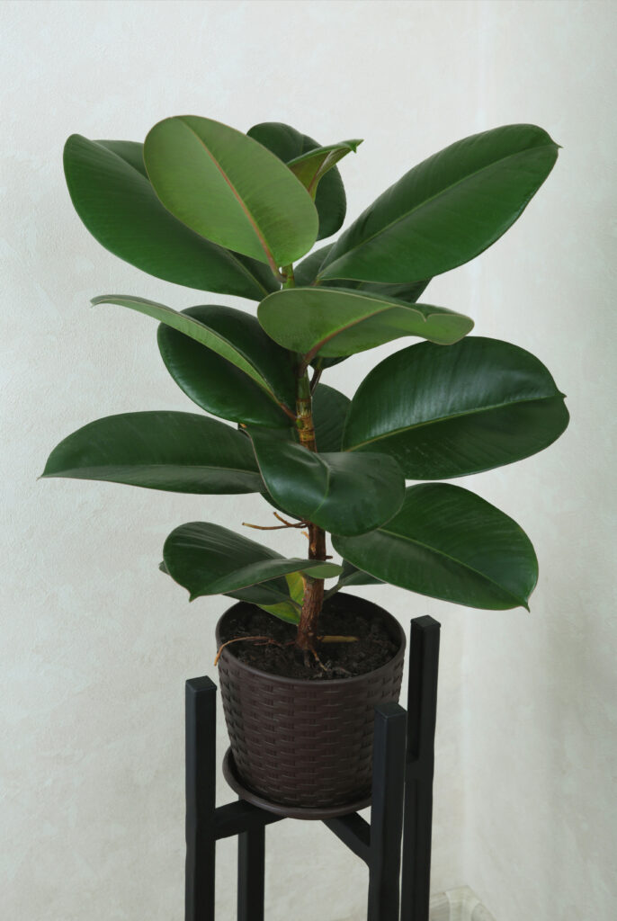  Rubber Tree (Ficus elastica)