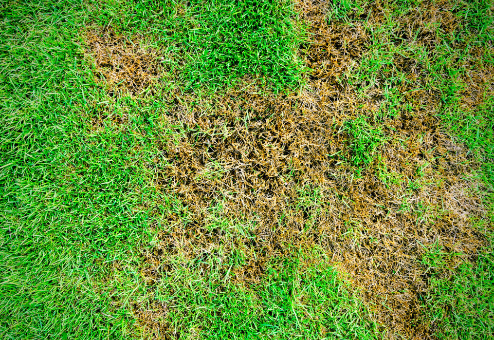 Why Is My Lawn Patchy?