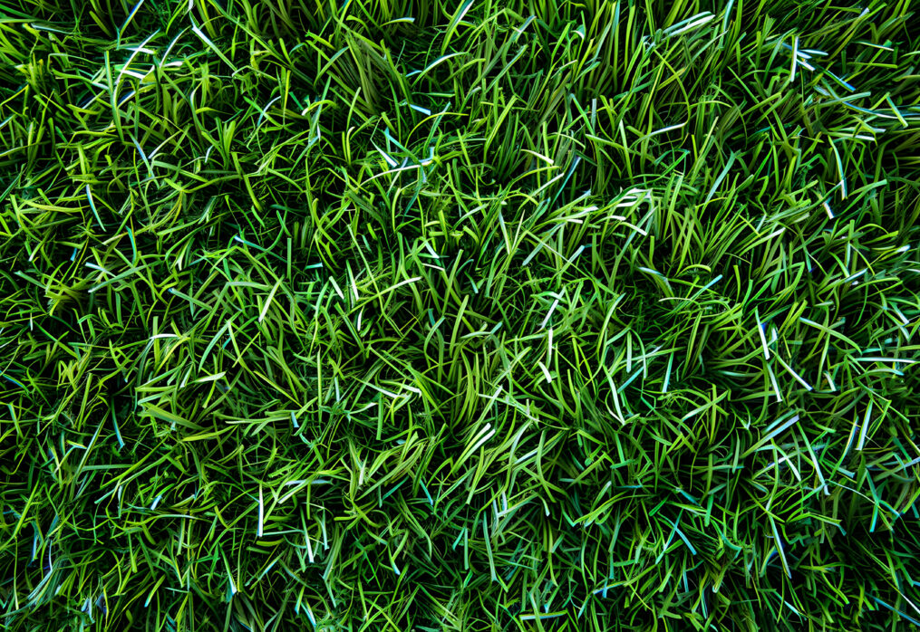 what is the best maintenance free grass?