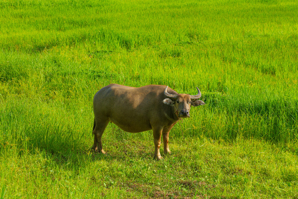 Buffalo grass