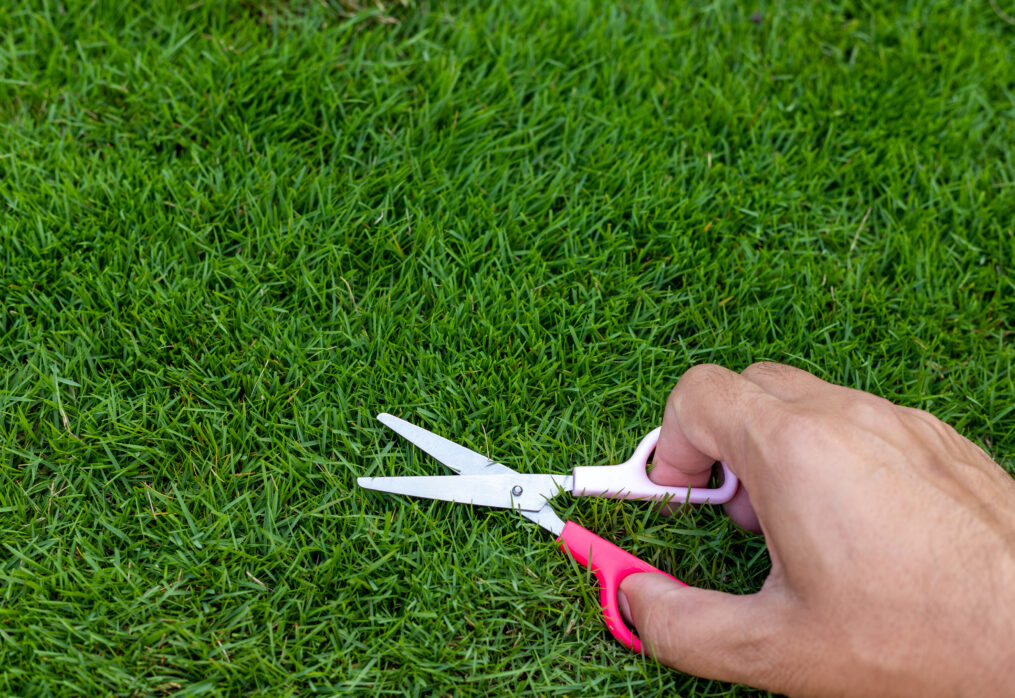 Types of Grass that Hardly Require Mowing