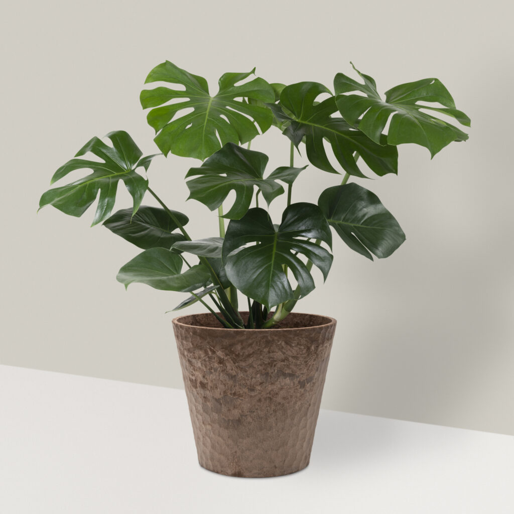 Monstera Deliciosa