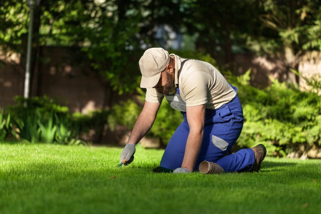 How to Prevent Lawn Disease