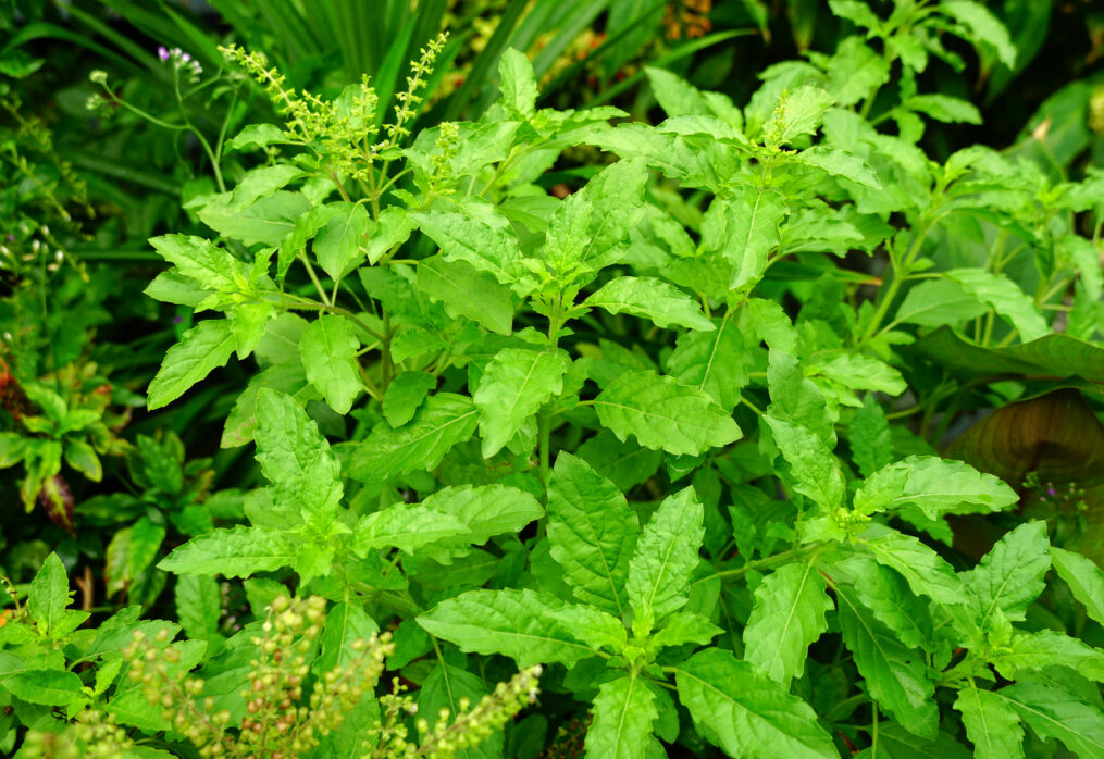 Rules to follow when having a Tulsi plant at home