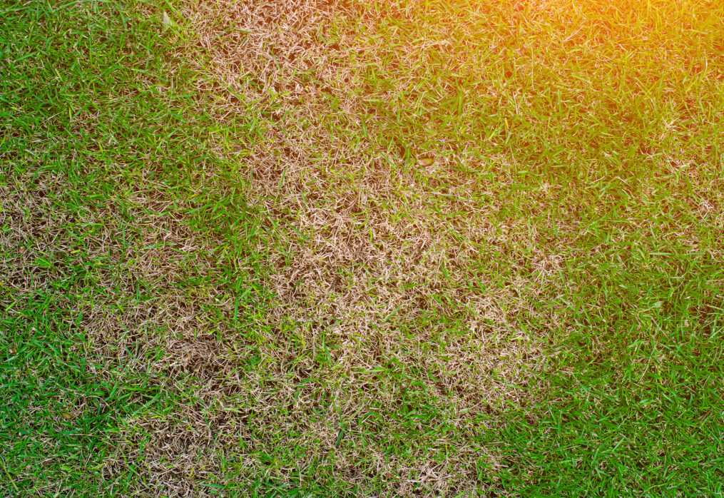 How to Prevent Lawn Disease