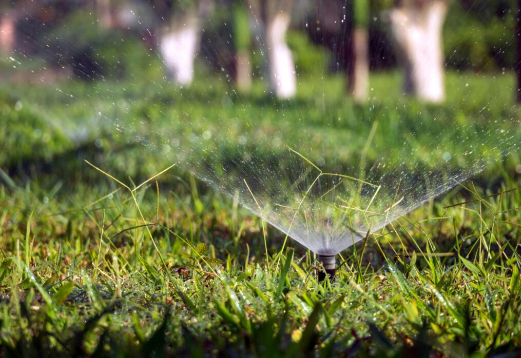 When Is the Best Time to Water Your Grass?