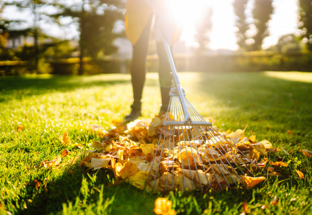 November Lawn Care Tips – Autumn Lawn Maintenance