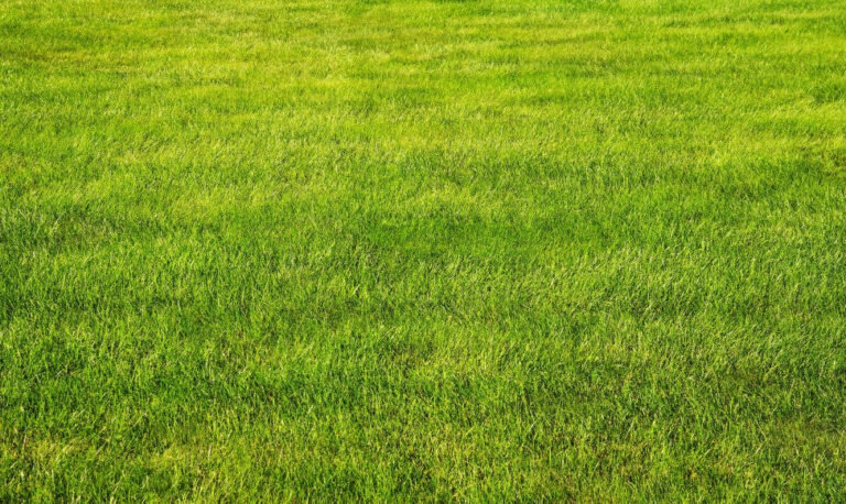 10 Best Lawn Grasses in India (2026) – Low Maintenance & Fast Growing