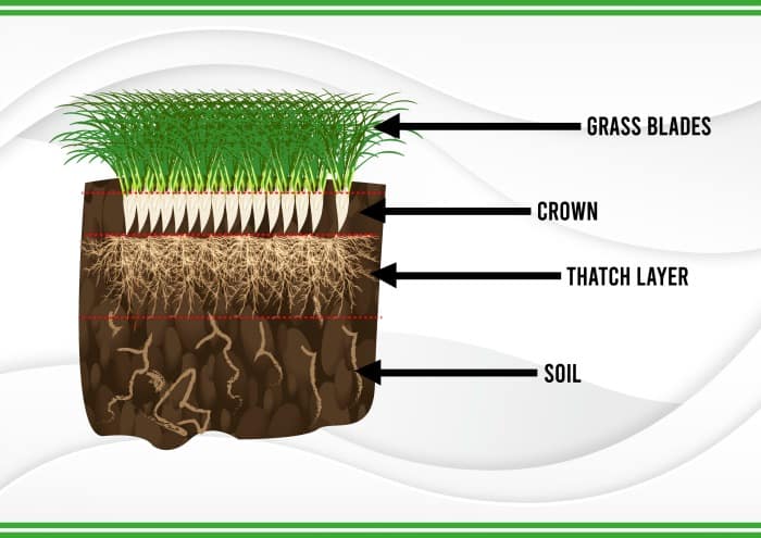 Lawn Thatch: The Good, Bad, and Ugly