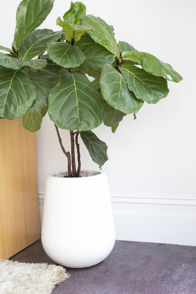 8 plants to make your house look luxurious and expensive