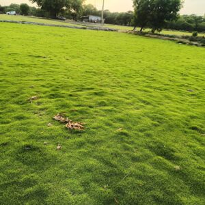 Best Natural Grass Types for Hot Climates