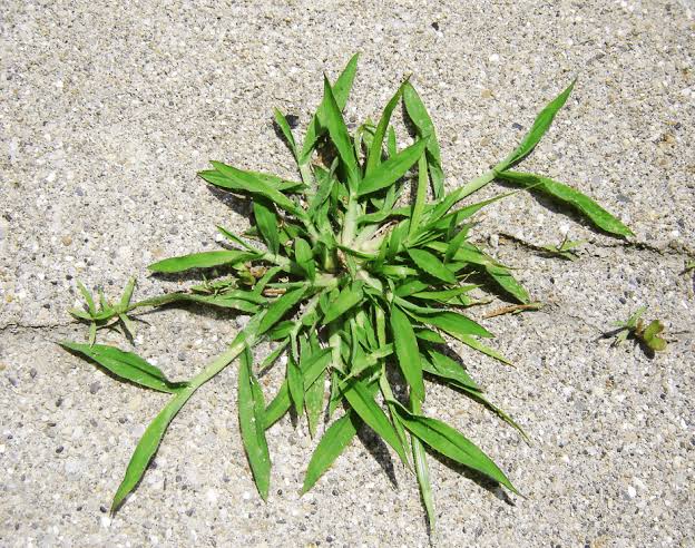 Crabgrass