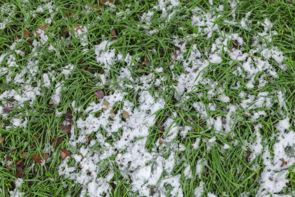 how to prepare natural lawn grass for winter