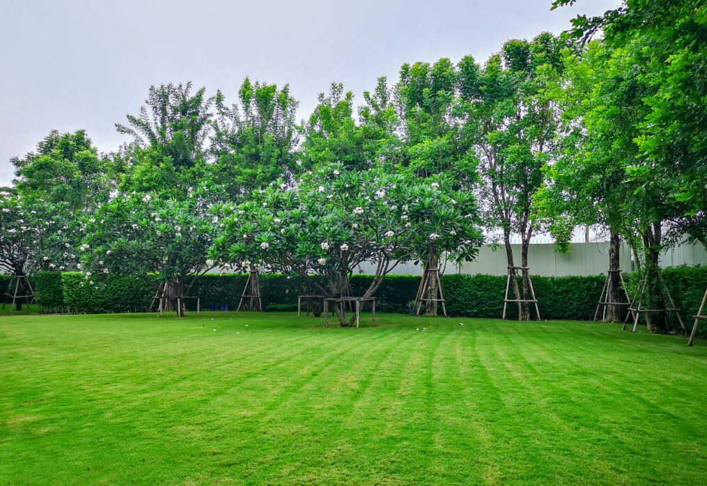 7 Secrets to Keep Your Natural Lawn Grass Healthy and Green