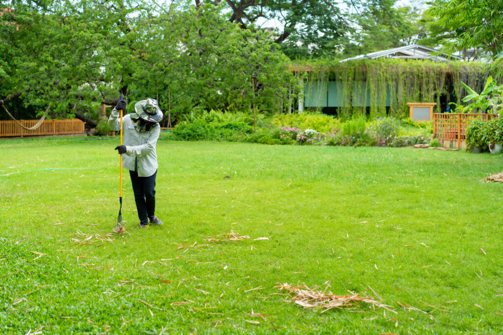 Top Low Maintenance Natural Lawn Grasses