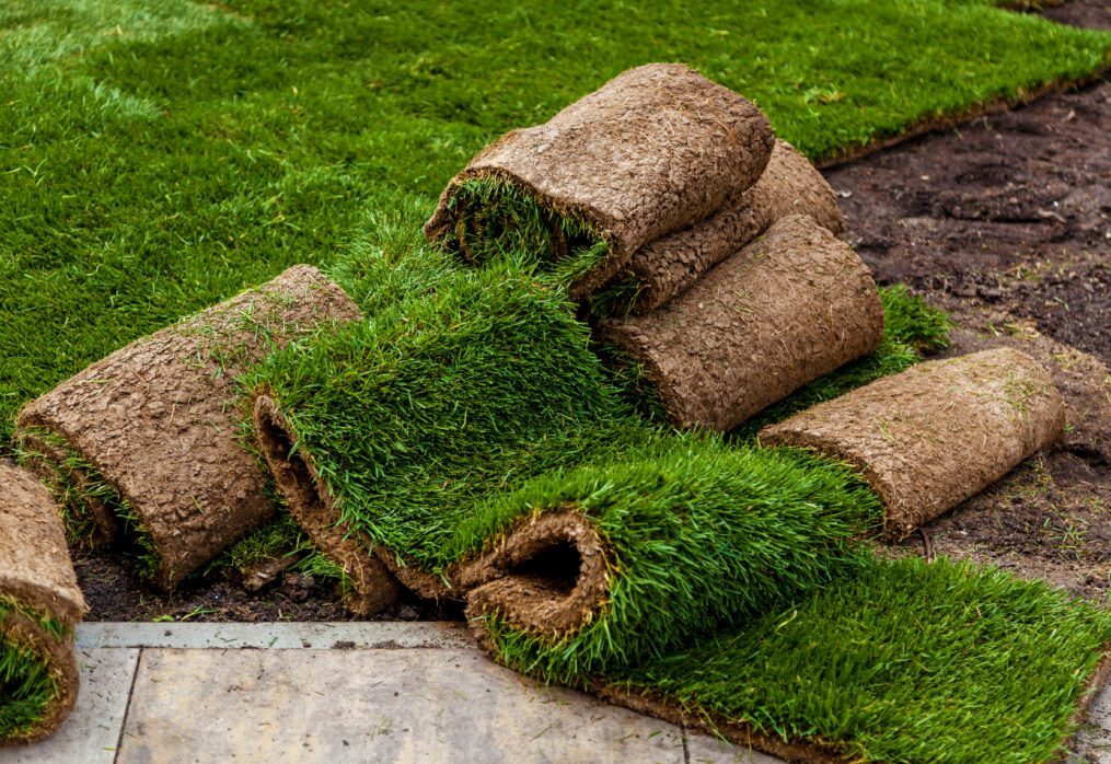 Essential Tips to Care for Mexican Lawn Grass