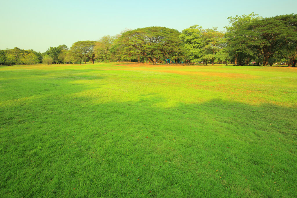 Drought-Resistant Natural Lawn Grasses for a Green Yard