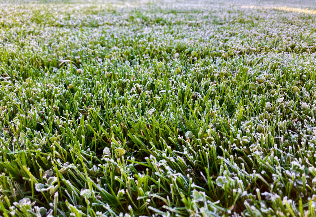 Prepare Your Natural Lawn Grass for Winter: A Step-by-Step Guide