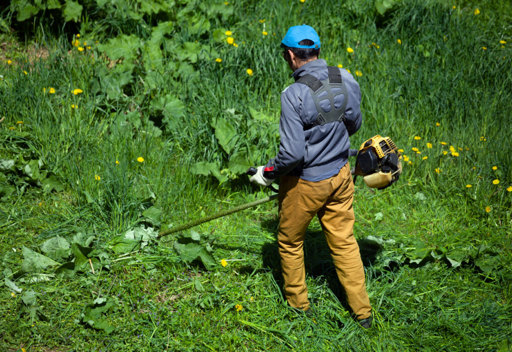 Kill Weeds and Restore Your Lawn: Expert Advice