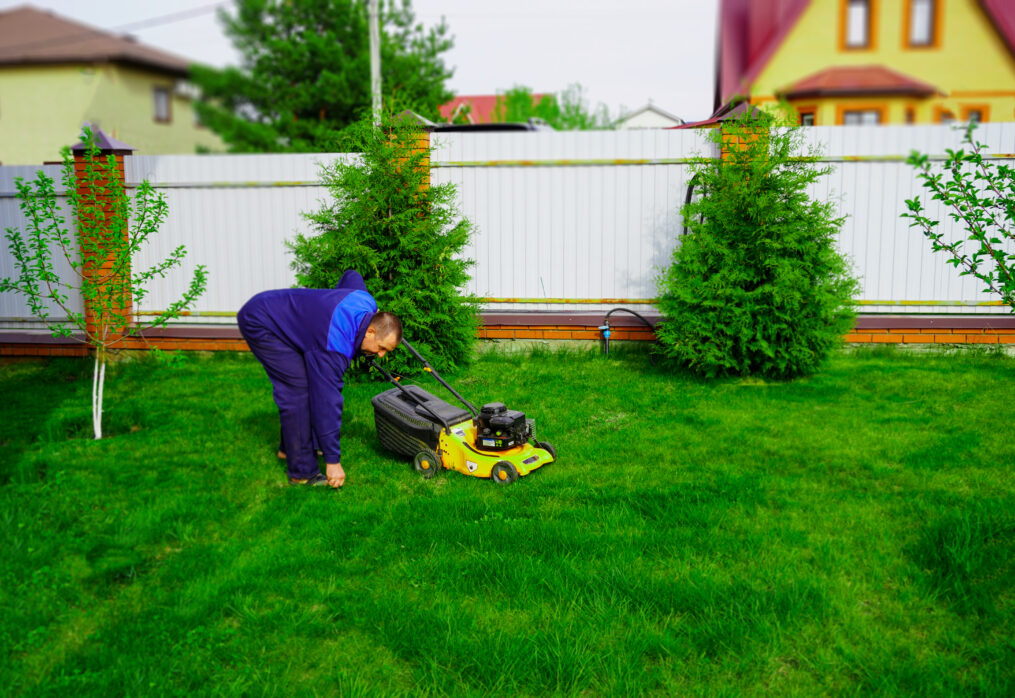 Top Low Maintenance Natural Lawn Grasses