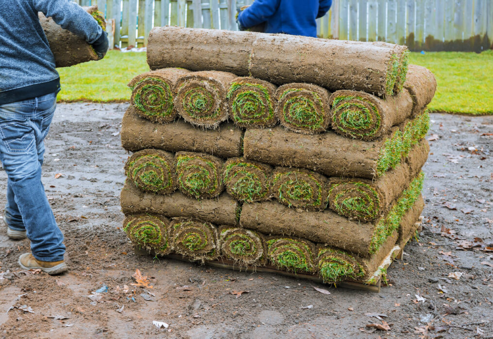 Best Natural Turf for Gardens: Top 5 Picks