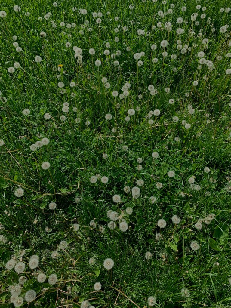 Dandelions - kill weeds lawn