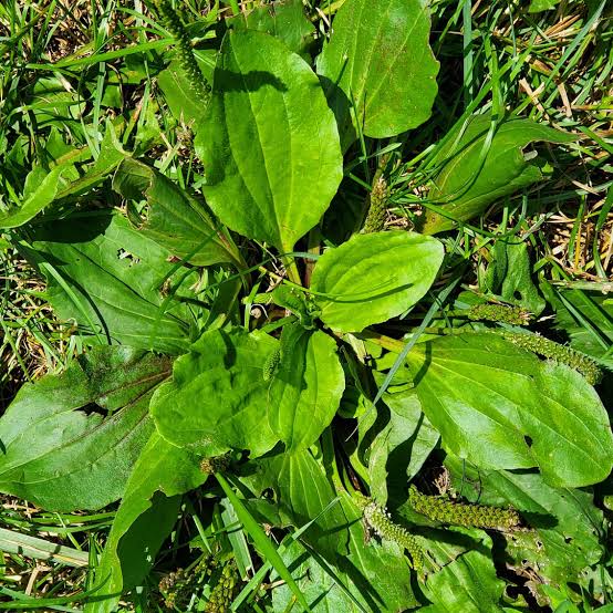 Plantains - kill weeds lawn