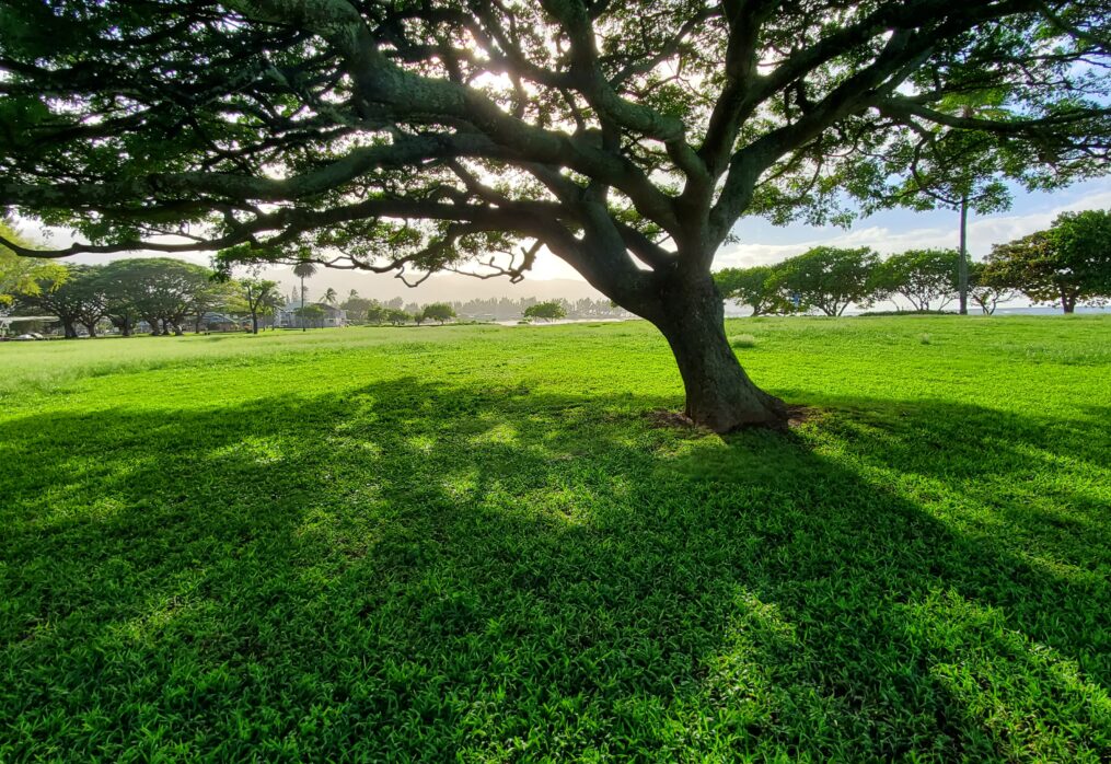 Best Natural lawn grass for shade