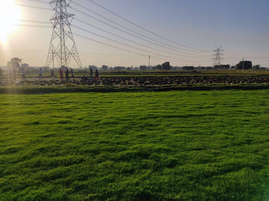 Natural Lawn Grass in Punjab