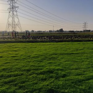 Natural Lawn Grass in Punjab