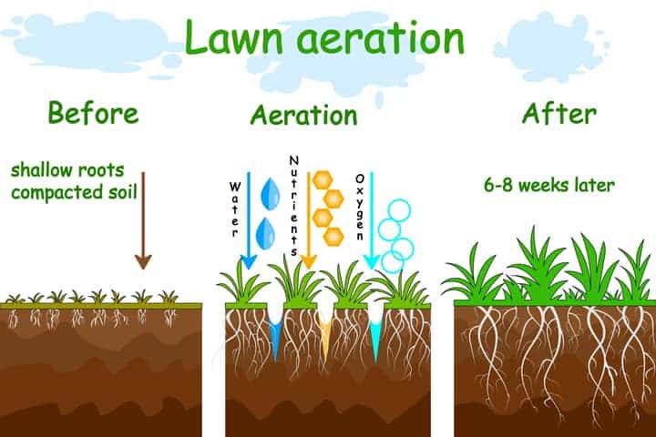 Best Practices for Maintaining a Healthy Natural Lawn Grass