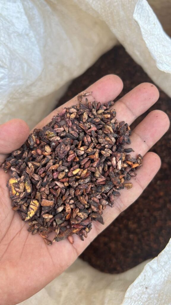 Buy Malabar Neem Seeds