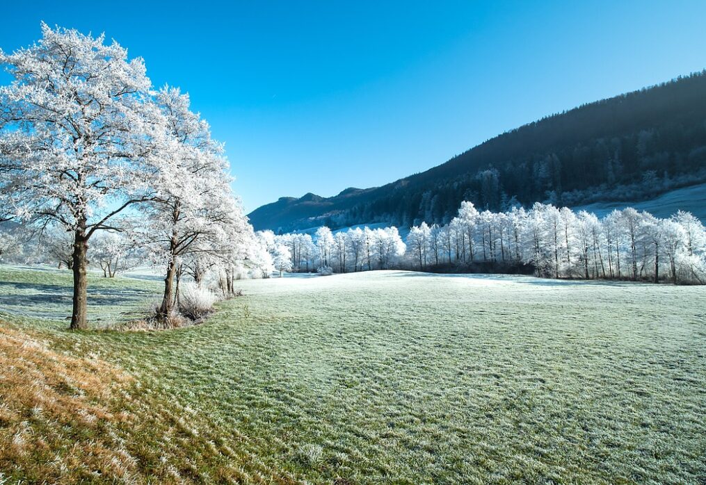 Winter Landscaping Tips: Preparing Your Garden for Cold Weather