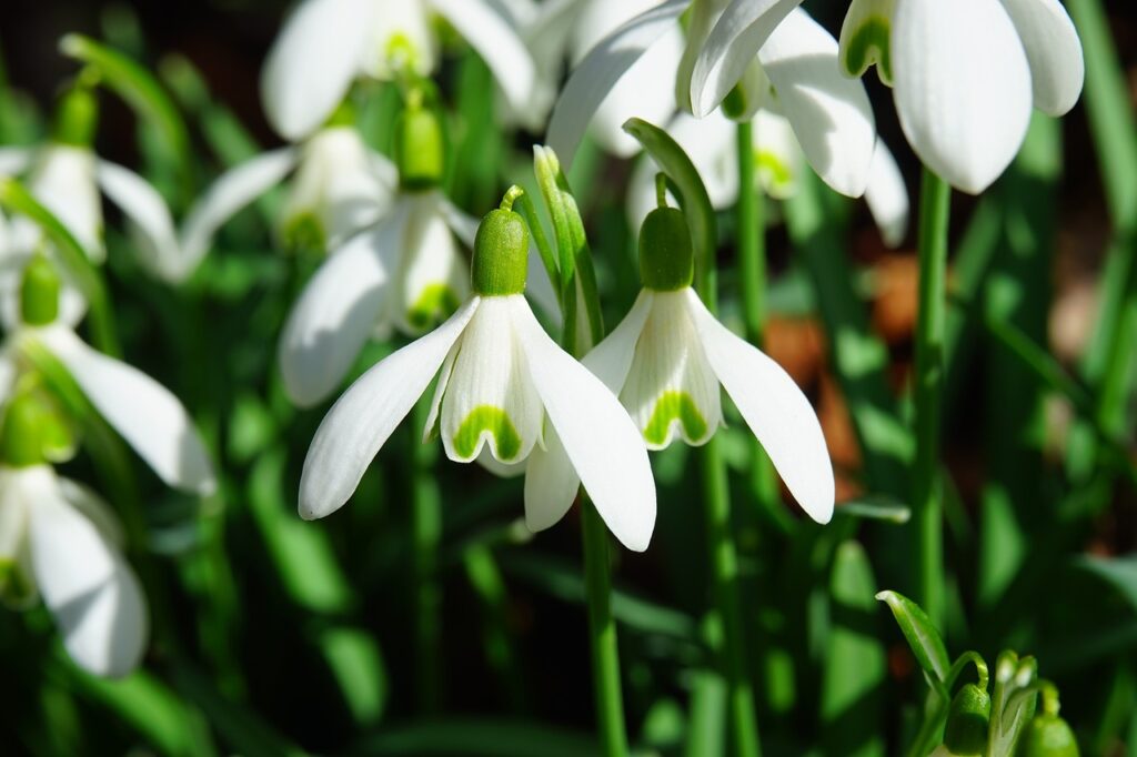 10 Beautiful Winter Flowers That Thrive in Shade